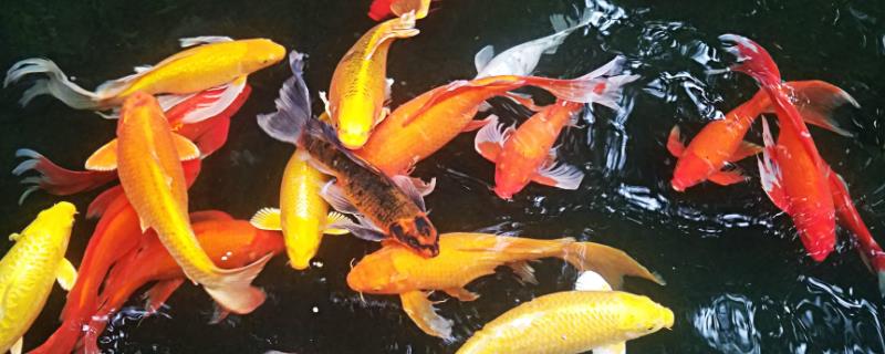 锦鲤身上有白色霜状怎么治疗