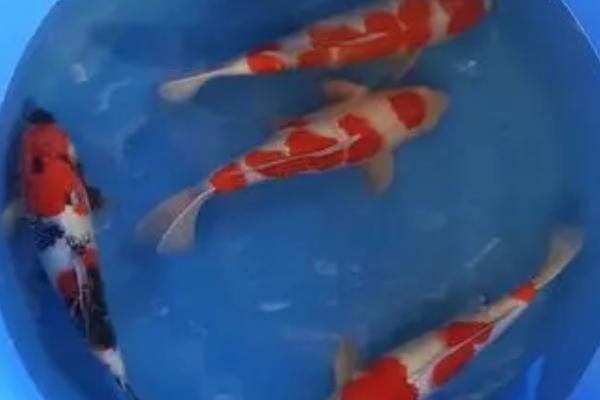 锦鲤身上有白色霜状怎么治疗，可用聚维酮碘浸泡