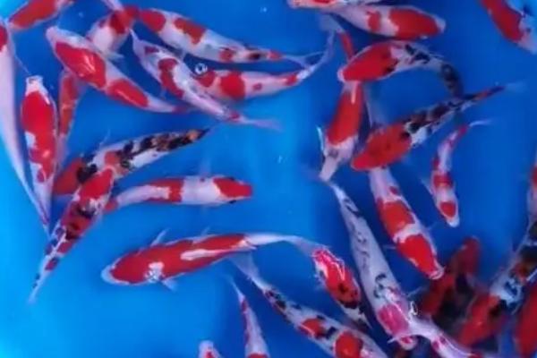 锦鲤身上有白色霜状怎么治疗，可用聚维酮碘浸泡