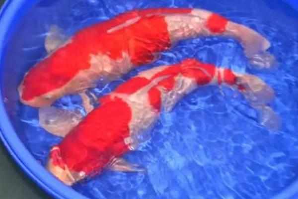 锦鲤身上有白色霜状怎么治疗，可用聚维酮碘浸泡