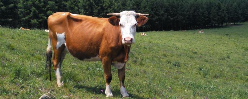 母牛下完犊子后的注意事项