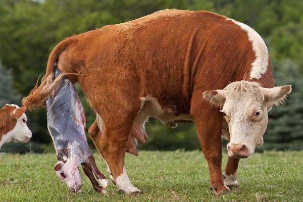 母牛下完犊子后的注意事项，一定要让母牛进行充分的休息