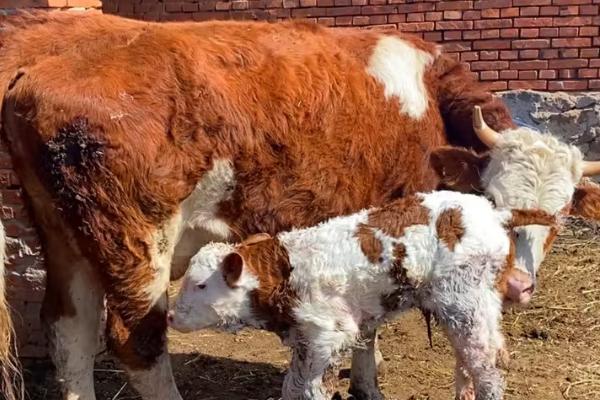 母牛下完犊子后的注意事项，一定要让母牛进行充分的休息