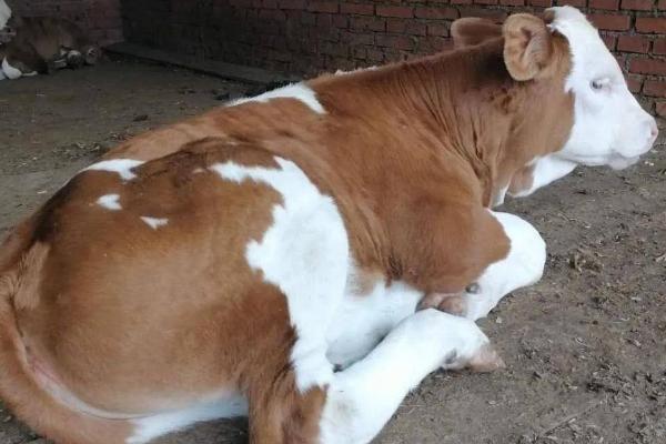 母牛下完犊子后的注意事项，一定要让母牛进行充分的休息