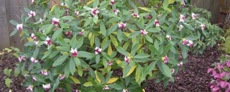 瑞香花有毒吗