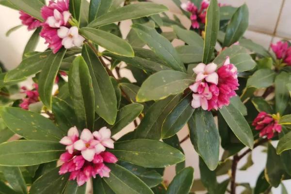 瑞香花有毒吗，无毒但尽量不要放在卧室养