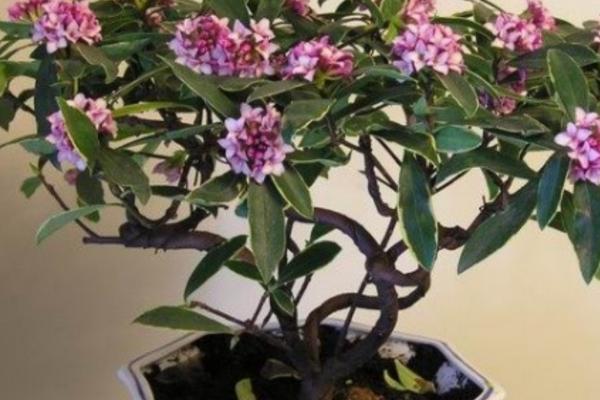 瑞香花有毒吗，无毒但尽量不要放在卧室养