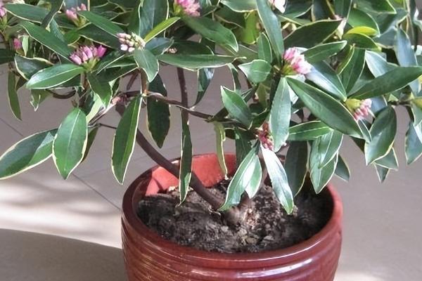 瑞香花有毒吗，无毒但尽量不要放在卧室养
