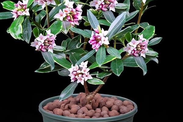 瑞香花有毒吗，无毒但尽量不要放在卧室养