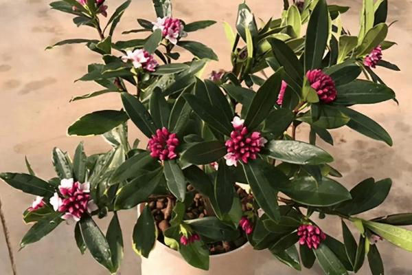 瑞香花有毒吗，无毒但尽量不要放在卧室养