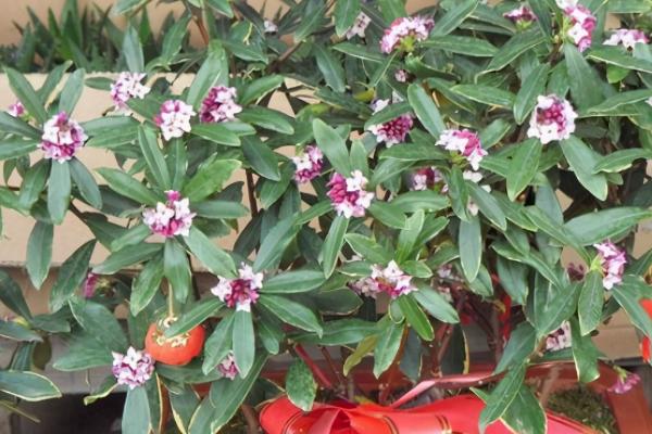 瑞香花有毒吗，无毒但尽量不要放在卧室养