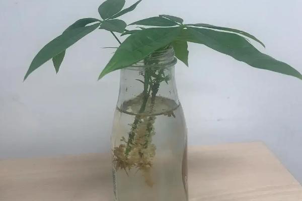 发财树可以水培吗，水培发财树简单且容易养护