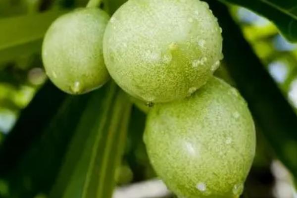 海芒果是不是指芒果，是指一种果实近似芒果的常绿小乔木