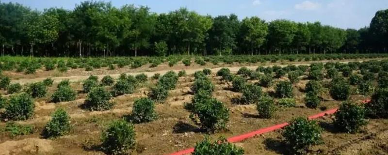 夏天怎么管理苗木