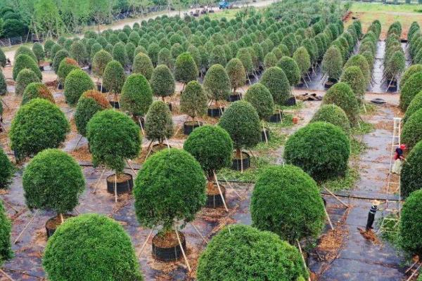 夏天怎么管理苗木，行间要覆盖稻草遮阳降温