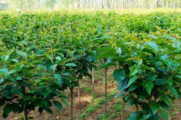 夏天怎么管理苗木，行间要覆盖稻草遮阳降温
