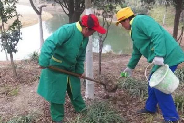 夏天怎么管理苗木，行间要覆盖稻草遮阳降温