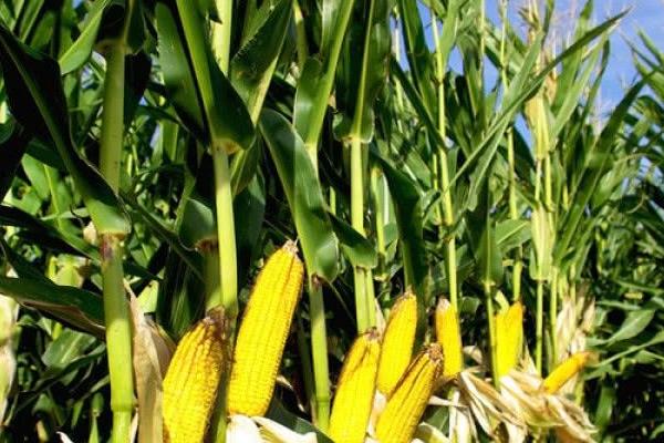 先优883玉米品种的特性,全生育期102.0天左右