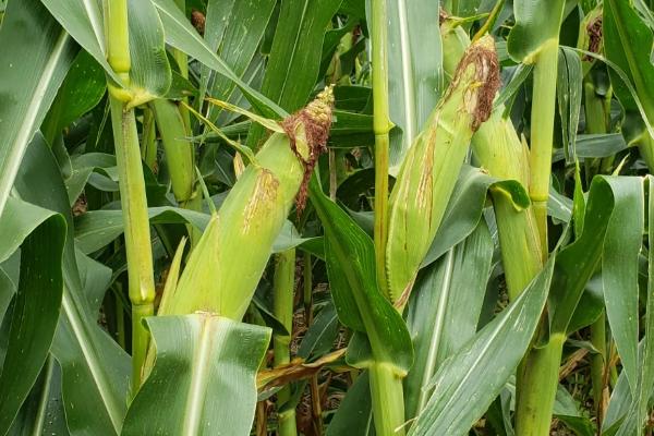 金享玉515玉米种子简介，普通夏玉米品种