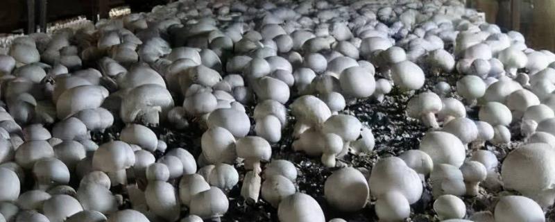 草菇红菇病怎么治