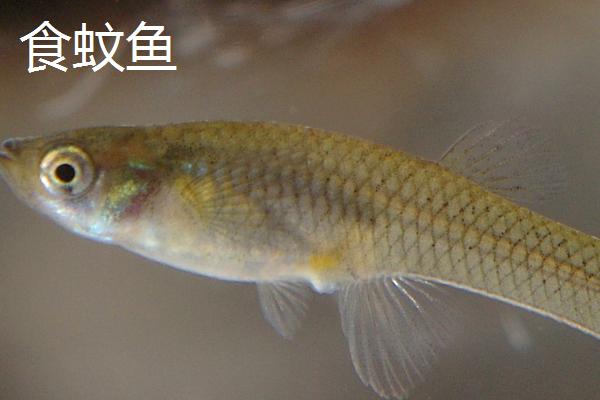 食蚊鱼和青鳉有什么区别，食蚊鱼为卵胎生、青鳉鱼为卵生