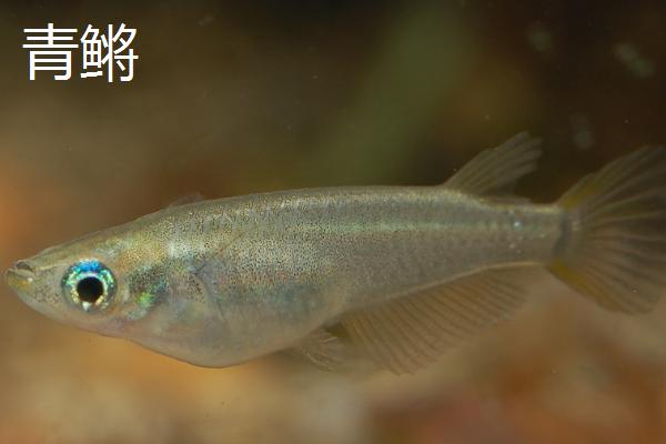 食蚊鱼和青鳉有什么区别，食蚊鱼为卵胎生、青鳉鱼为卵生