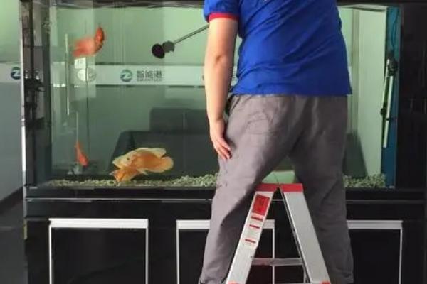 每隔多久彻底清理一次鱼缸，通常需要隔1个月清理1次