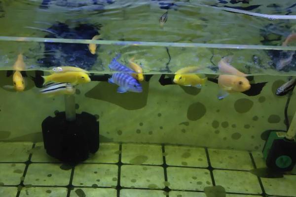 每隔多久彻底清理一次鱼缸，通常需要隔1个月清理1次