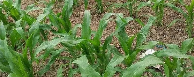 郑单351玉米种子特点