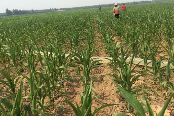 郑单351玉米种子特点,适宜密度5000株/亩