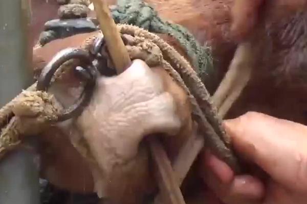 牛为何不需要修蹄，原因是牛蹄生长较为缓慢