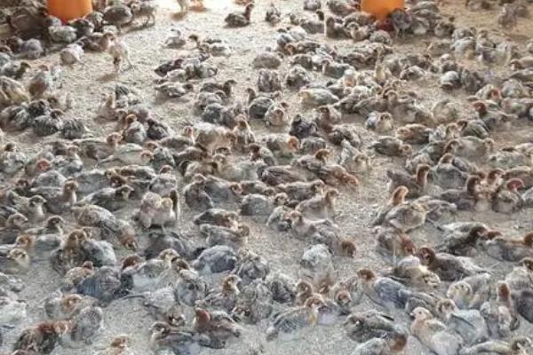 小鸡的适宜温度，需保持在32-34℃左右