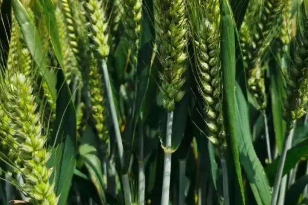 许农17小麦种子介绍,半冬性品种