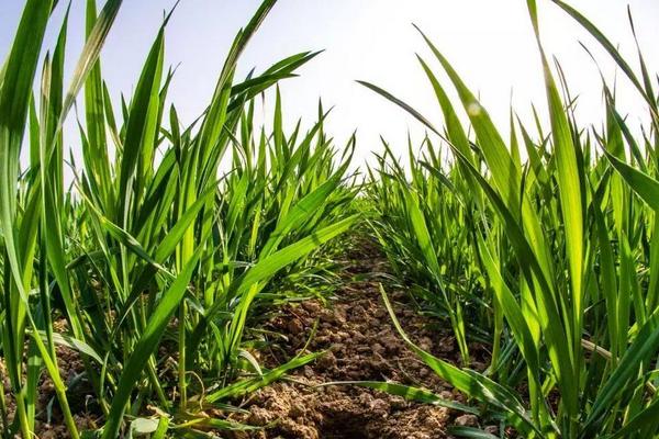 漯麦76小麦种子简介，适宜播种期10月中下旬