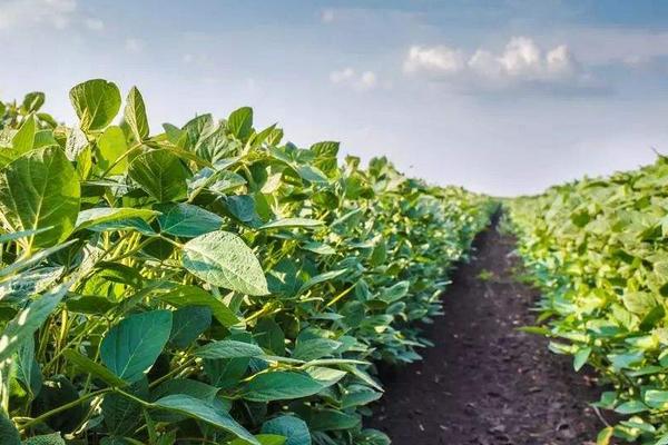 华育5号大豆种子介绍，普通型（高油）夏大豆品种