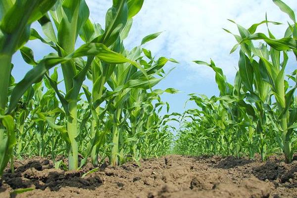 先玉1879玉米种子介绍,适宜密度5000株/亩