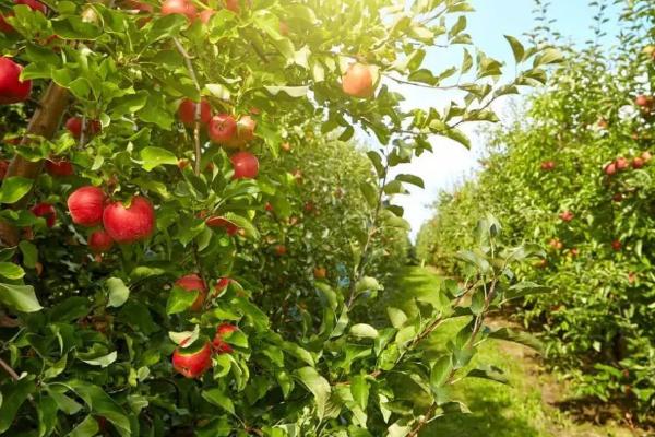有哪些果园除草剂，包括果农乐、禾草盖、春多多等药物