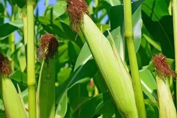 尚玉18玉米种子介绍，二高山地区4月上旬播种