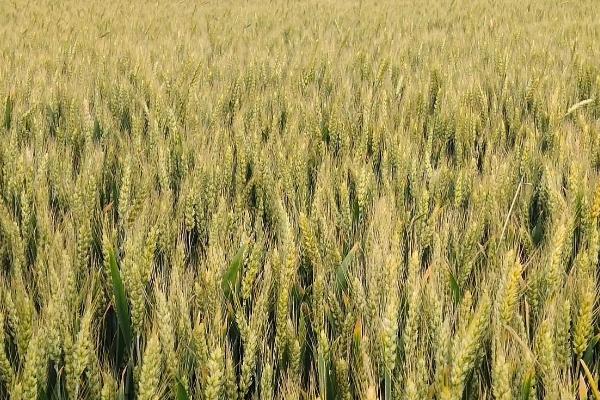 华麦1613小麦种简介,生育期192.1天