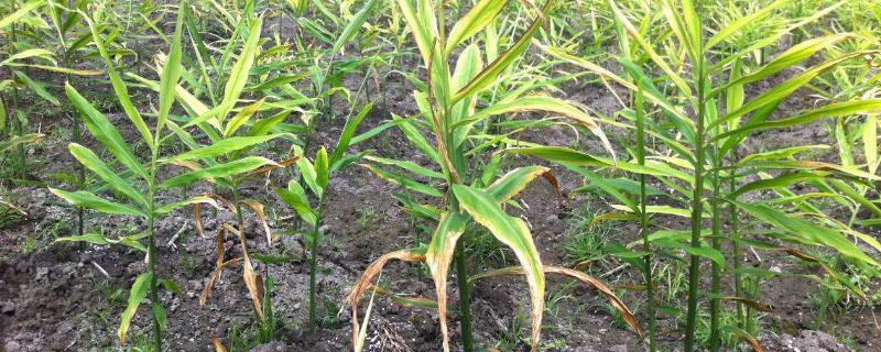 大姜炭疽病的症状