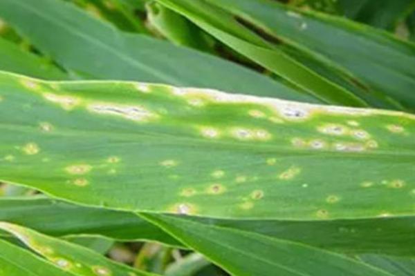 大姜炭疽病的症状，主要为害大姜的叶片