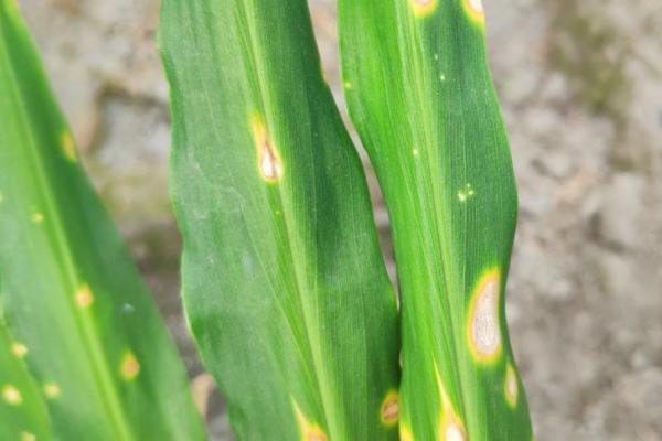 大姜炭疽病的症状，主要为害大姜的叶片