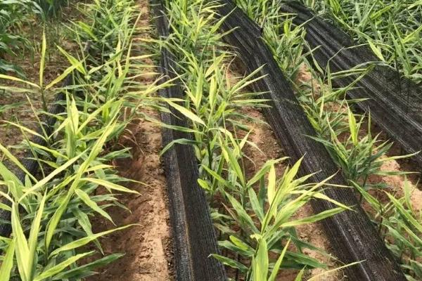 大姜炭疽病的症状，主要为害大姜的叶片