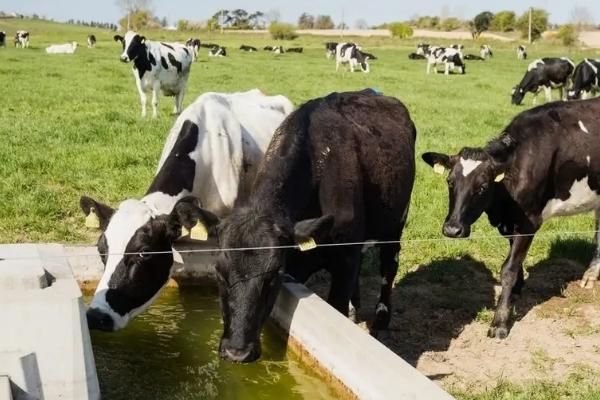 牛一天要喂几次水，喂2-4次比较合适