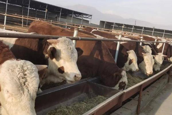 牛一天要喂几次水，喂2-4次比较合适