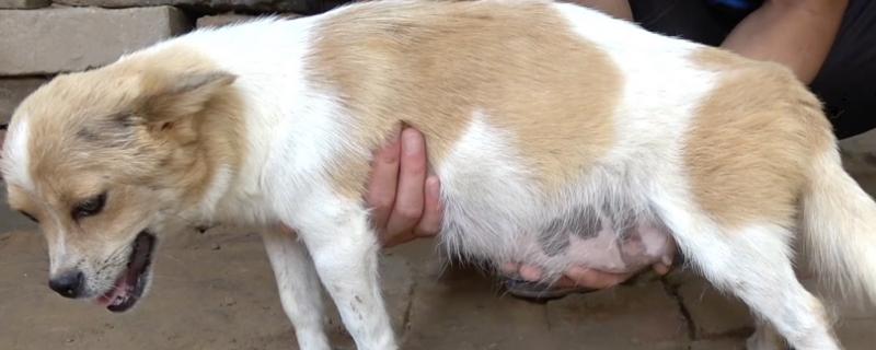 怎么辨别狗狗怀孕了