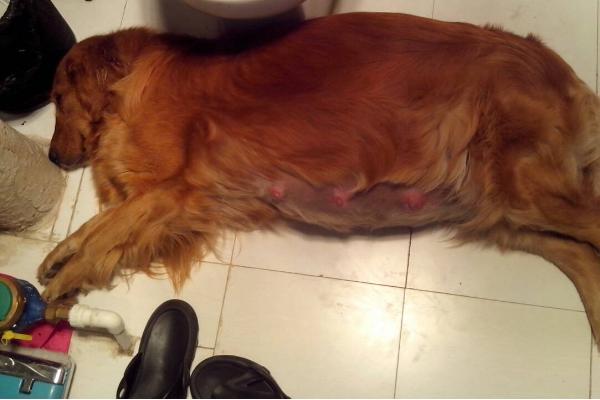 怎么辨别狗狗怀孕了，放射诊断法和超声诊断法最精准