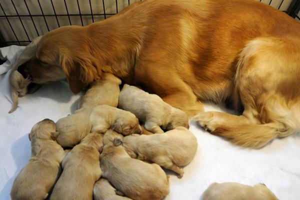 怎么辨别狗狗怀孕了，放射诊断法和超声诊断法最精准