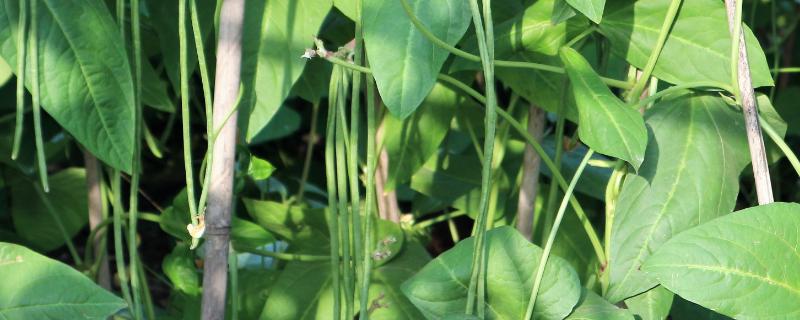 亩产上万斤的豇豆品种