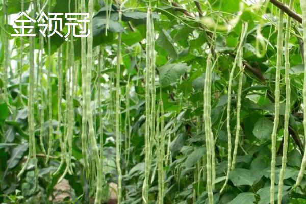 亩产上万斤的豇豆品种，这5种不仅产量高且都为早中熟品种